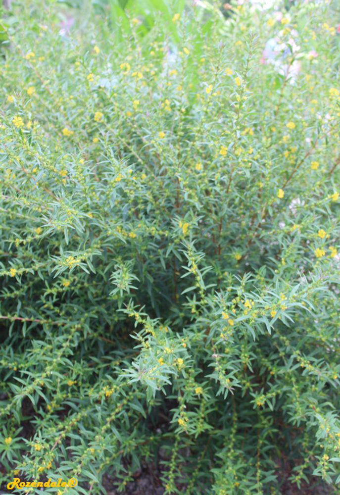 Vertical image, Maarten Rozendale, Utrecht Botanical Garden, Netherlands, 2017-08-23, Heimia salicifolia - Shrubby yellowcrest