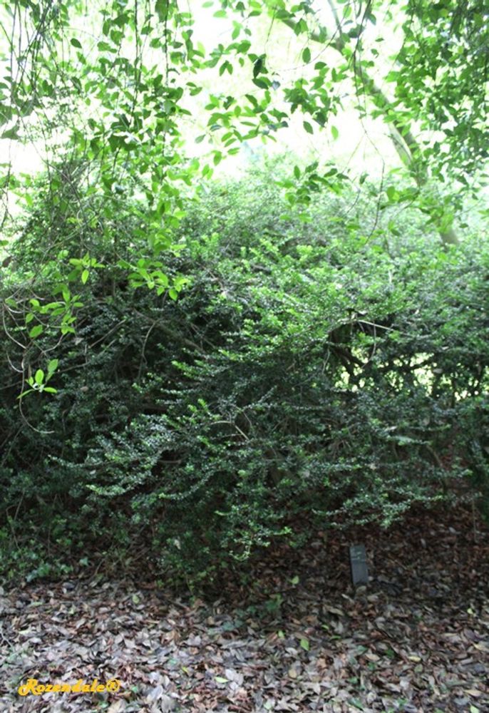 Vertical image, Maarten Rozendale, Belmonte, Netherlands, 2016-07-10, Ilex crenata - Japanese holly