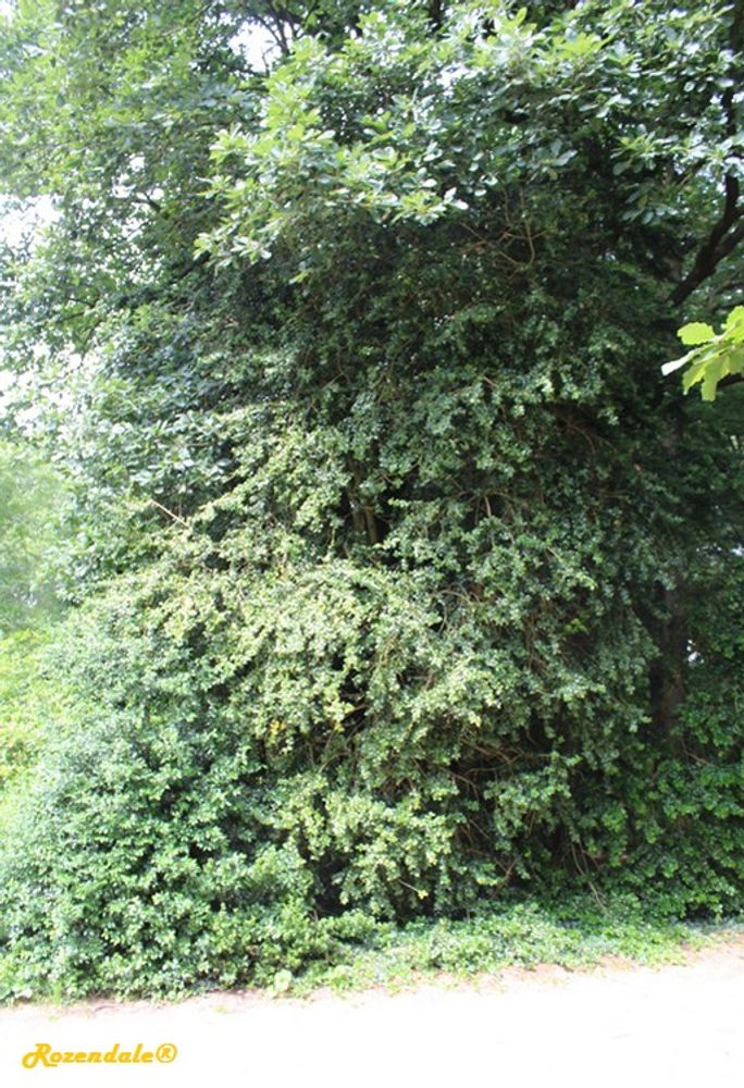 Vertical image, Maarten Rozendale, Belmonte, Netherlands, 2016-07-10, Ilex x_JohnMorris - Ilex hybrid