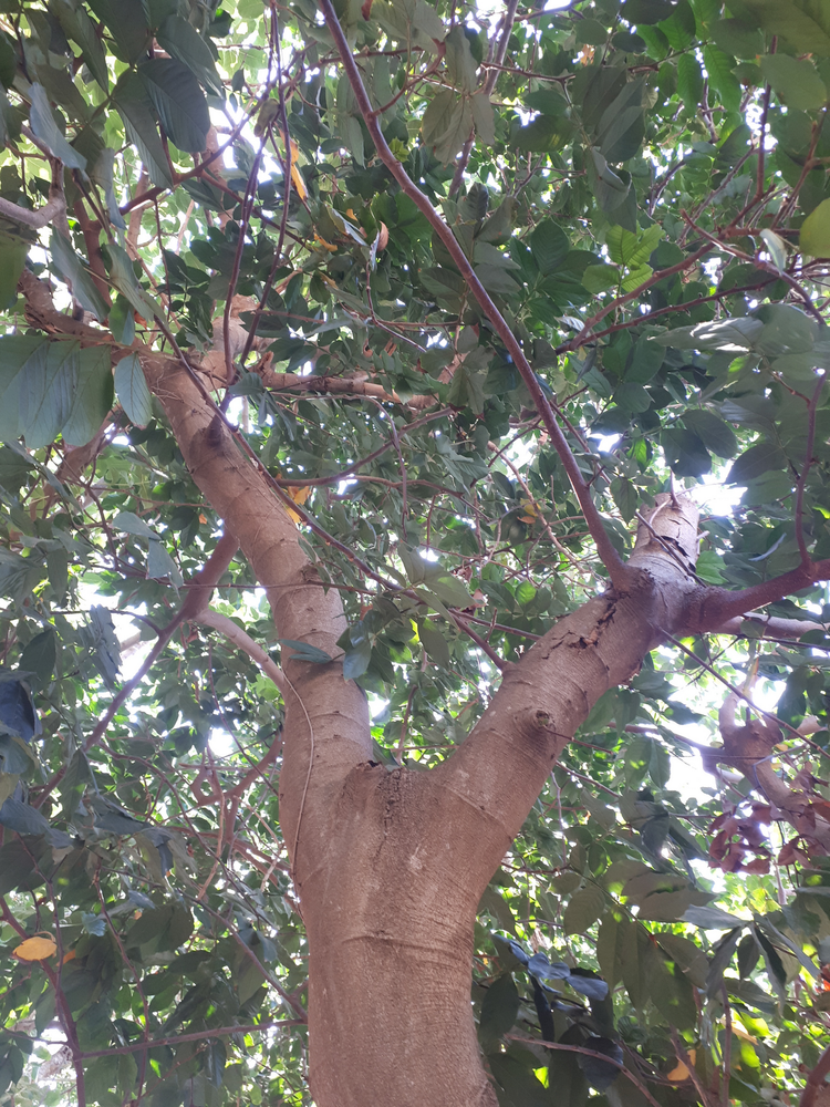 Vertical image, Maarten Rozendale, , , 2018-09-22, Inga edulis - Ice-cream bean tree