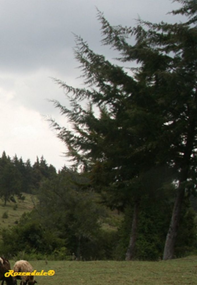 Vertical image, Maarten Rozendale, Nanyuki Highlands, Kenya, 2014-09-19, Juniperus procera - African pencil cedar