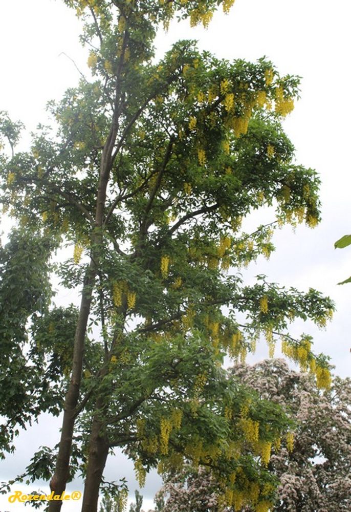 Vertical image, Test Name, Sneek, Netherlands, 2016-07-10, Laburnum anagyroides - Golden rain