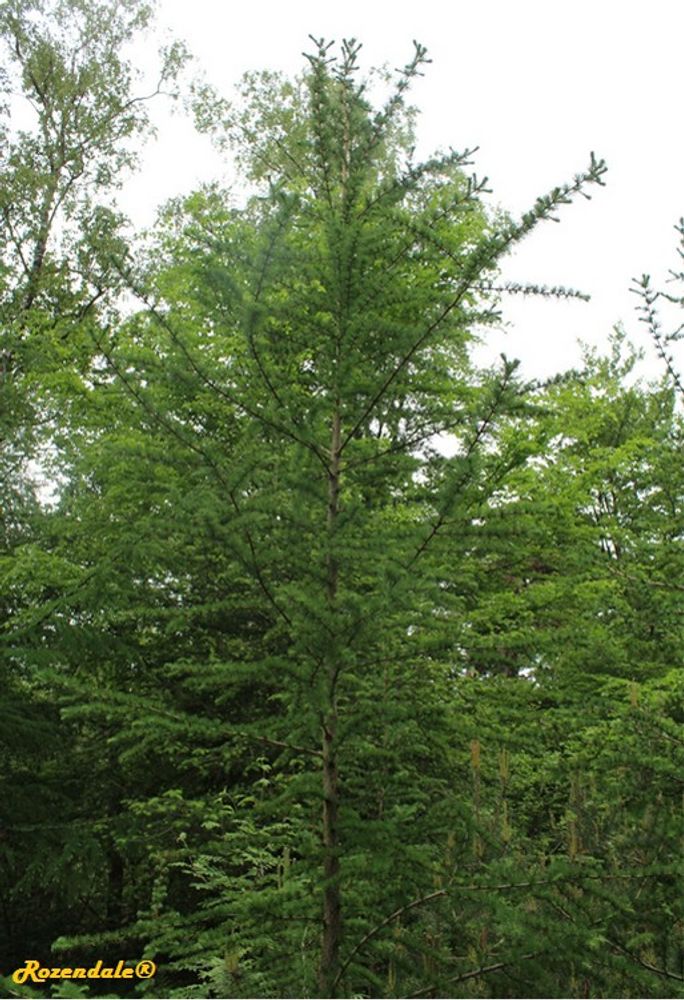 Vertical image, Maarten Rozendale, Rijs, Netherlands, 2016-05-21, Larix decidua - European larch