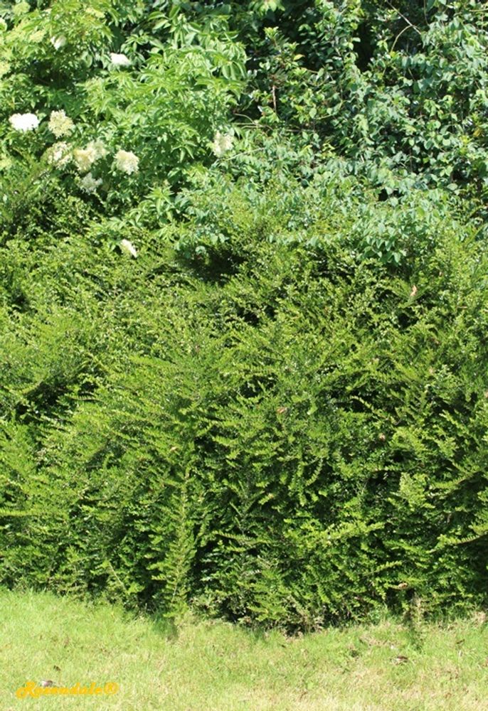 Vertical image, Maarten Rozendale, Sneek, Netherlands, 2016-06-03, Lonicera nitida - Box honeysuckle