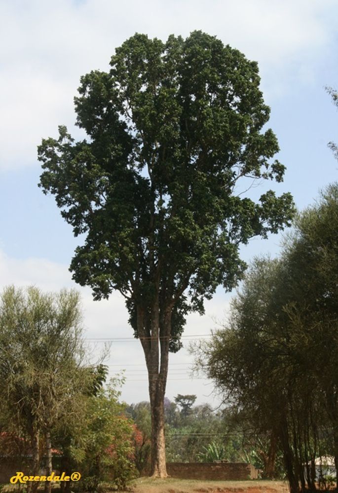 Vertical image, Maarten Rozendale, Igoji, Kenya, 2014-09-19, Lovoa trichilioides - Dibetou