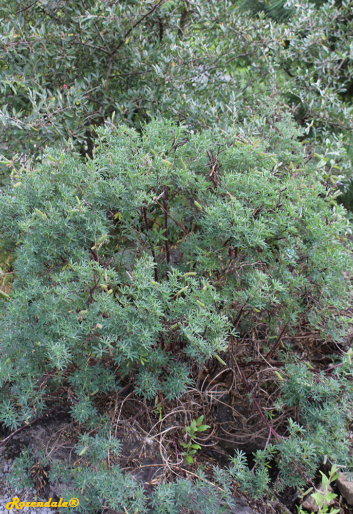 Vertical image, Maarten Rozendale, Utrecht Botanical Garden, Netherlands, 2017-08-23, Lupinus rivularis - Riverbank lupinus