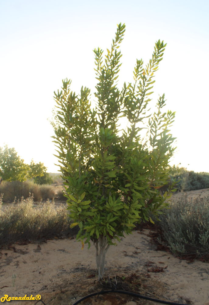 Vertical image, Test Name, Shirat HaMidbar, Israel, 2017-09-29, Macadamia integrifolia - Smooth macadamia