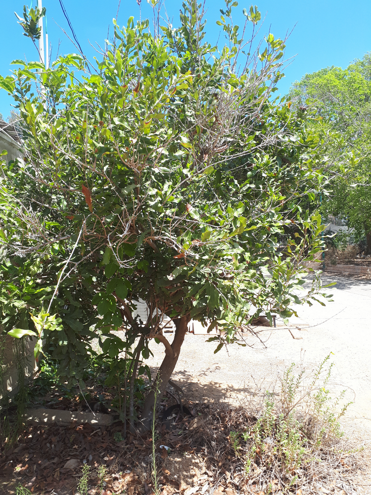 Vertical image, Maarten Rozendale, Tel Aviv-Yafo, Israel, 2018-09-21, Macadamia tetraphylla - Rough macadamia