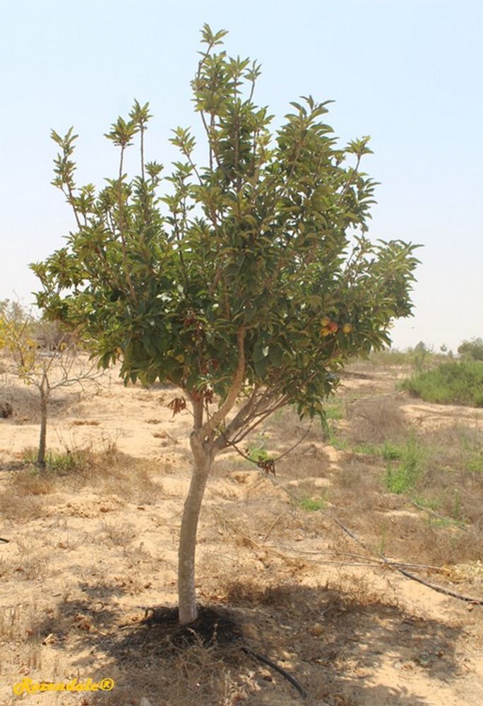 Vertical image, Maarten Rozendale, Shirat HaMidbar, Israel, 2016-08-11, Malus pumila - Apple