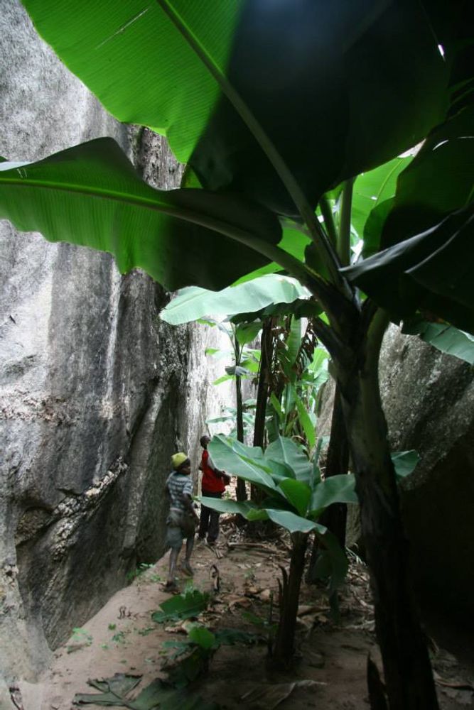 Vertical image, Maarten Rozendale, Mbooni hill, Kenya, 2014-05-24, Musa acuminata - Banana