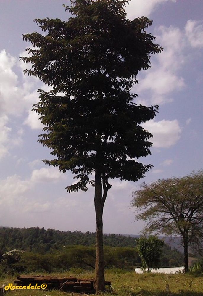 Vertical image, Maarten Rozendale, Igoji, Kenya, 2016-03-31, Milicia excelsa - Iroko