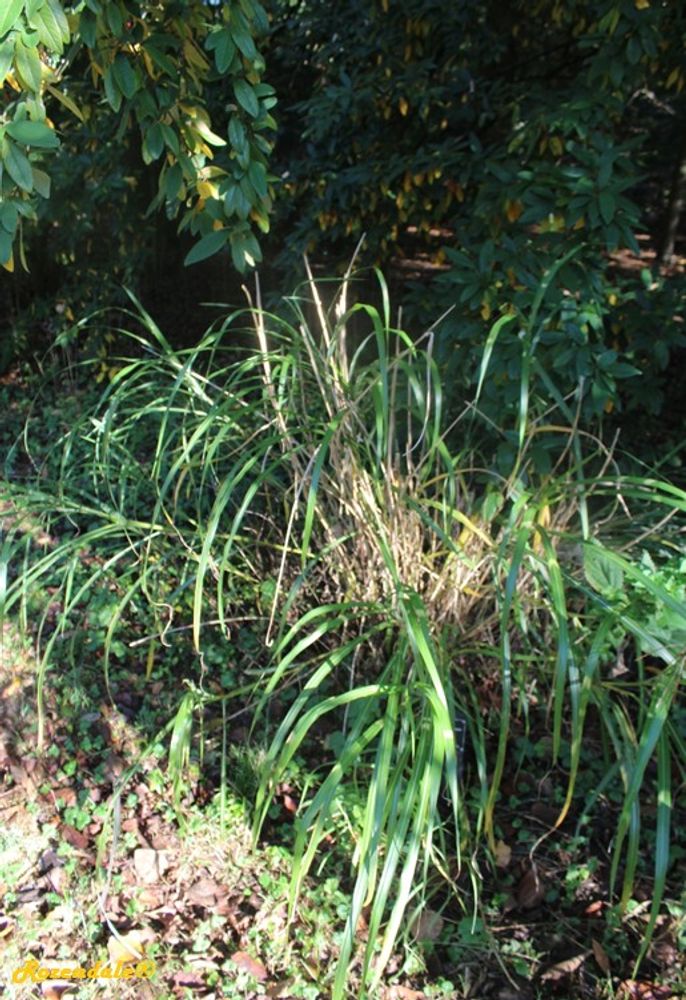 Vertical image, Maarten Rozendale, Belmonte, Netherlands, 2016-10-15, Miscanthus sinensis - Eulalia grass