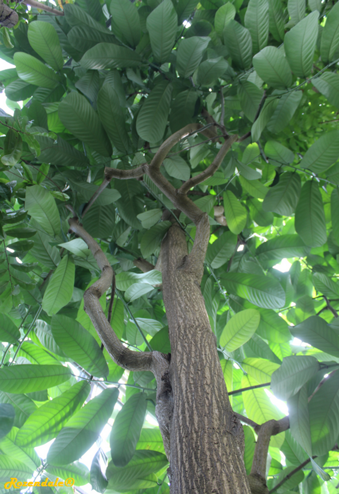 Vertical image, Maarten Rozendale, Utrecht Botanical Garden, Netherlands, 2017-08-23, Monodora myristica - Calabash nutmeg