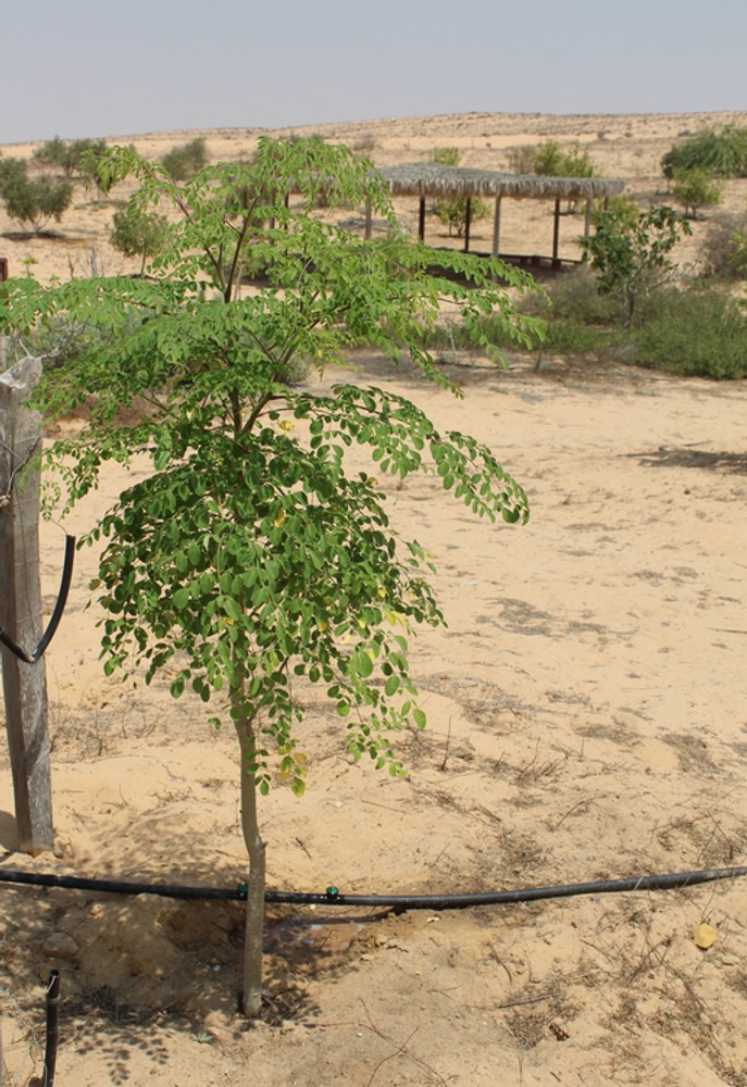 Vertical image, Maarten Rozendale, Shirat Hamidbar, Israel, 2017-10-31, Moringa oleifera - Moringa