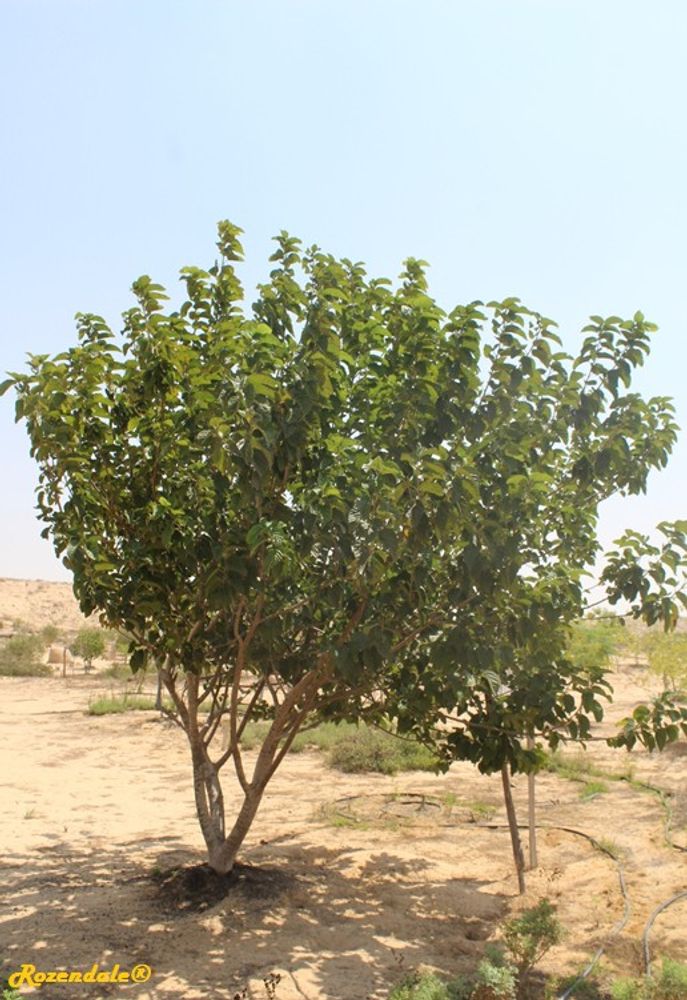 Vertical image, Maarten Rozendale, Shirat HaMidbar, Israel, 2016-08-11, Morus nigra - Black mulberry
