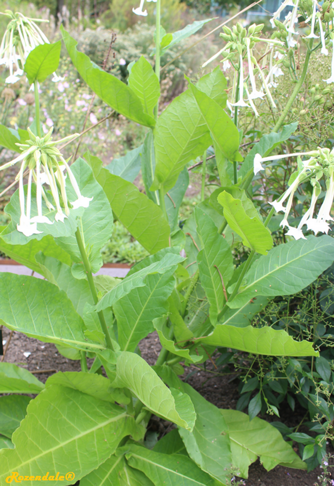 Vertical image, Maarten Rozendale, Utrecht Botanical Garden, Netherlands, 2017-08-23, Nicotiana sylvestris - South American tobacco