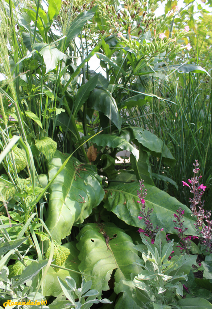 Vertical image, Maarten Rozendale, Utrecht Botanical Garden, Netherlands, 2017-08-23, Nicotiana tabacum - Tobacco