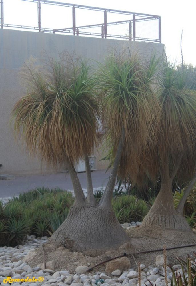 Vertical image, Maarten Rozendale, Sdeh Boker, Israel, 2016-08-11, Nolina recurvata - Ponytail palm