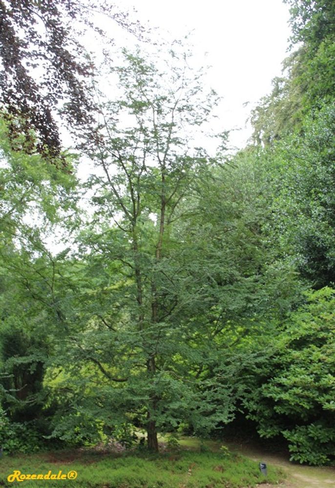 Vertical image, Maarten Rozendale, Belmonte, Netherlands, 2016-07-10, Nothofagus antarctica - Antarctic Beech