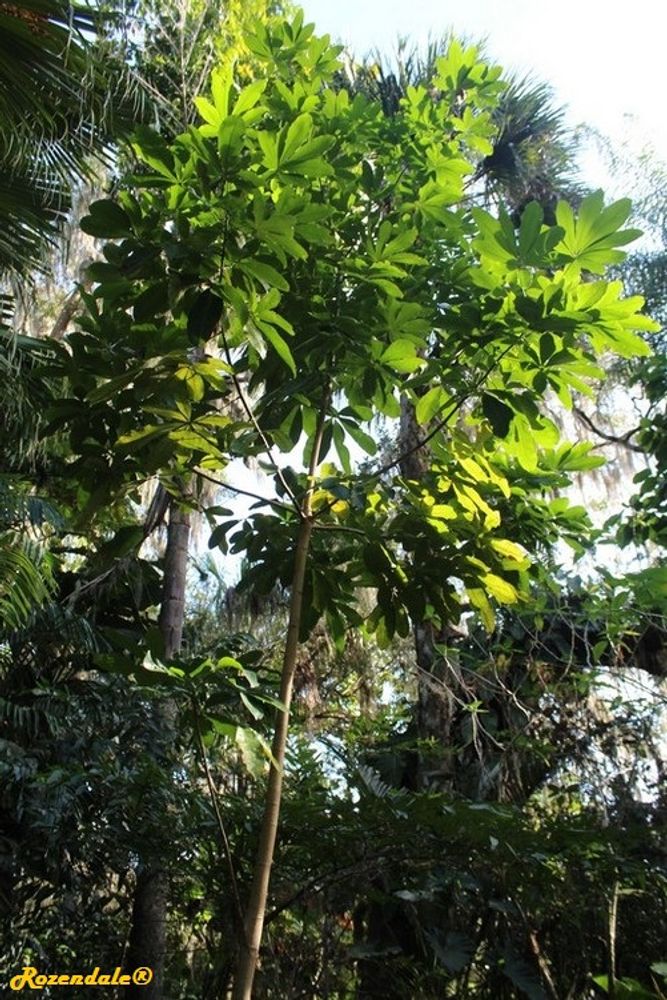 Vertical image, Maarten Rozendale, Harry P Leu, Orlando, United States, 2016-11-14, Pachira sessilis - Ceibo tree