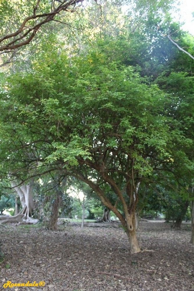 Vertical image, Maarten Rozendale, Coral Gables, United States, 2016-11-19, Parmentiera cereifera - Candle tree