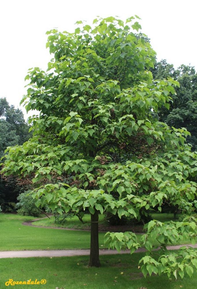 Vertical image, Maarten Rozendale, Belmonte, Netherlands, 2016-07-10, Paulownia tomentosa - Foxglove tree