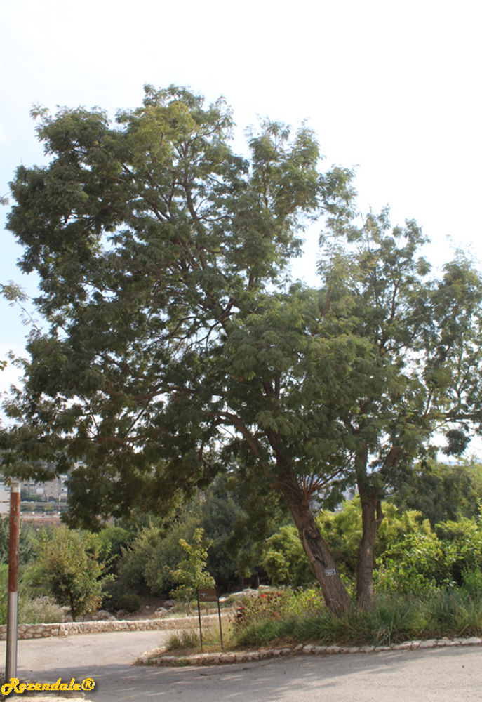 Vertical image, Maarten Rozendale, Jerusalem Botanic Garden, Israel, 2017-11-04, Peltophorum africanum - Rhodesian black wattle