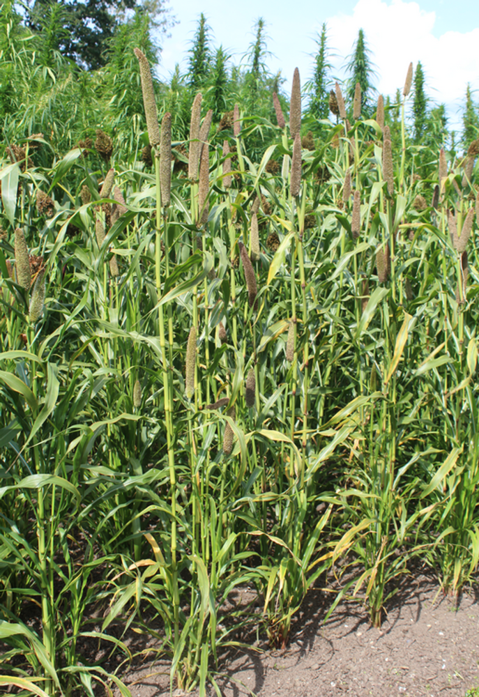 Vertical image, Maarten Rozendale, Utrecht, Netherlands, 2017-08-24, Pennisetum glaucum - Pearl millet