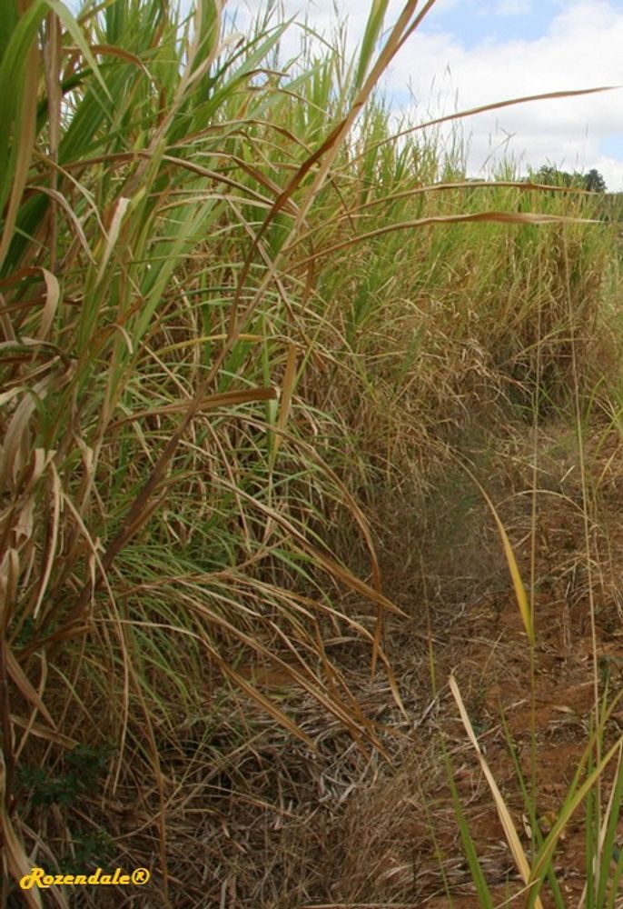Vertical image, Maarten Rozendale, Ukia, Kenya, 2014-09-08, Pennisetum purpureum - Napier grass