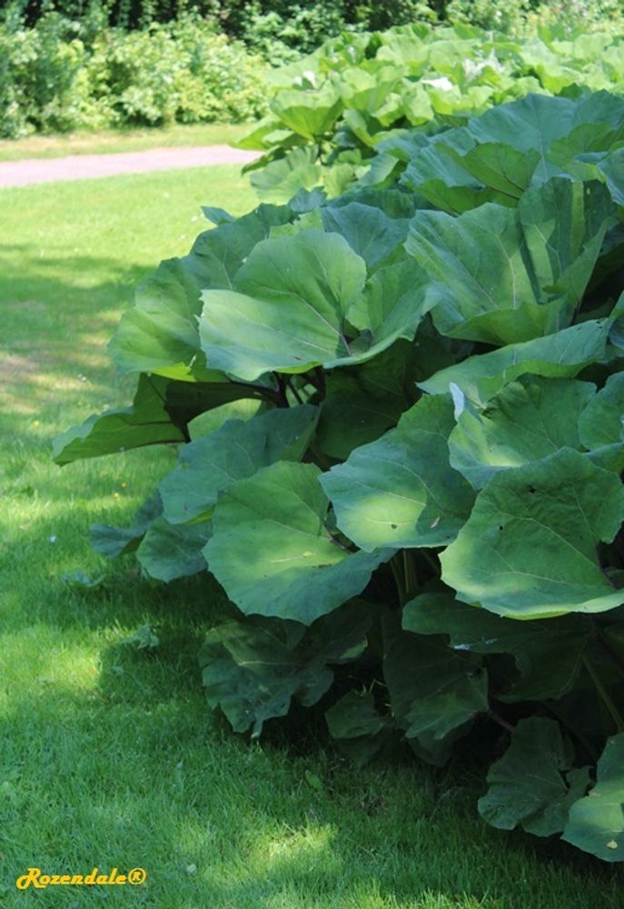 Vertical image, Maarten Rozendale, Sneek, Netherlands, 2016-06-03, Petasites hybridus - Butterbur