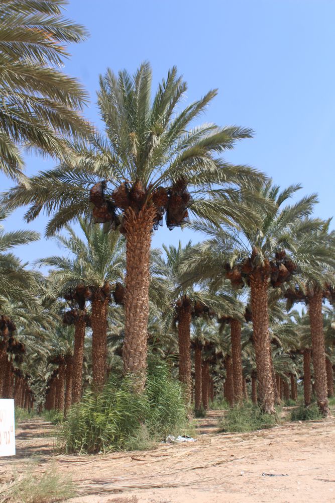 Vertical image, Maarten Rozendale, Elifaz, Israel, 2019-10-05, Phoenix dactylifera - Date palm