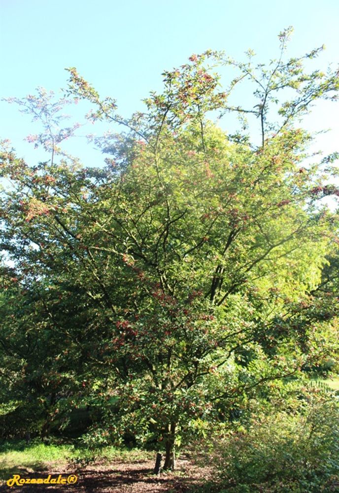 Vertical image, Maarten Rozendale, Belmonte, Netherlands, 2016-10-15, Photinia parvifolia - Photinia
