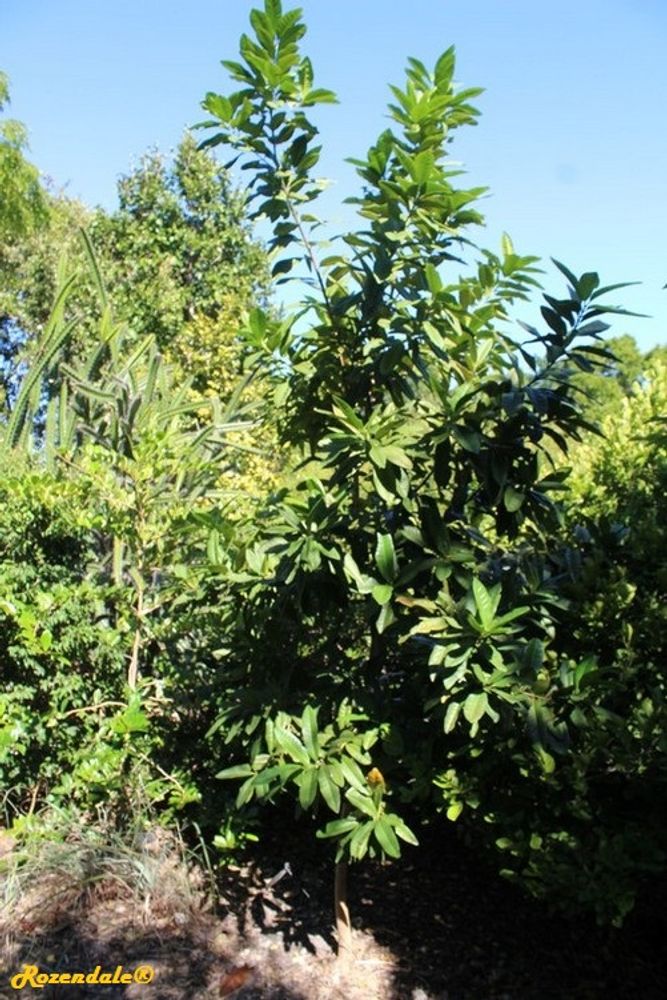 Vertical image, Maarten Rozendale, Coral Gables, United States, 2016-11-20, Pimenta dioica - Allspice tree