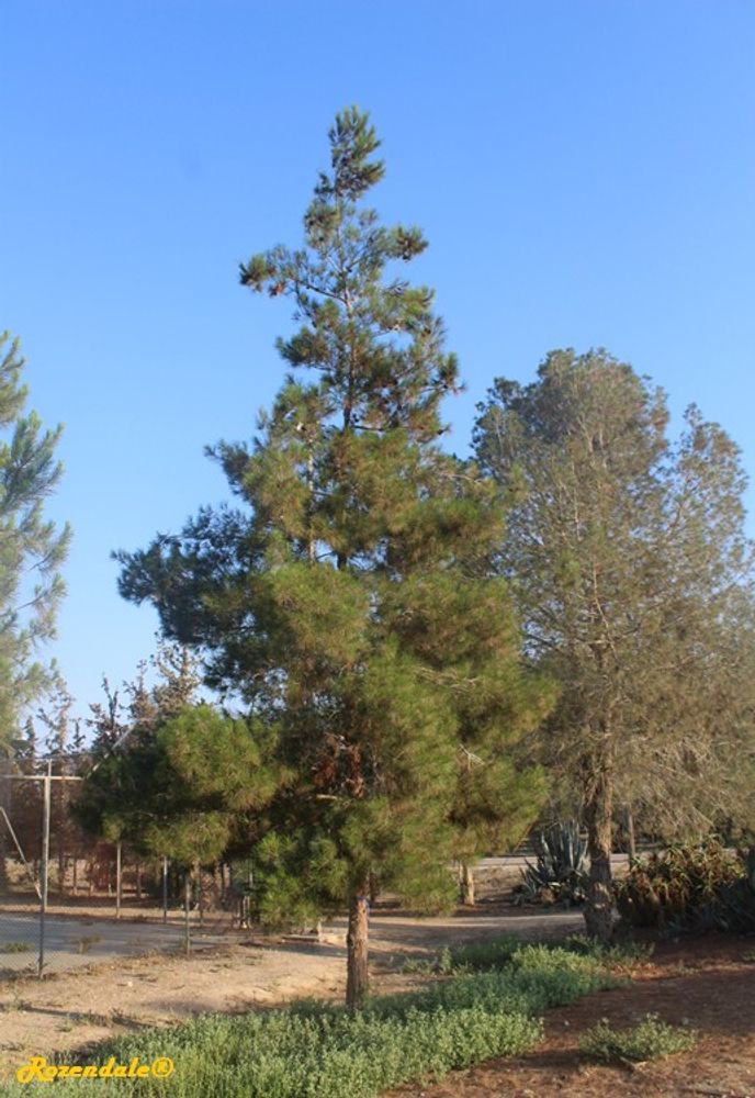 Vertical image, Maarten Rozendale, Sdeh Boker, Israel, 2016-08-10, Pinus halepensis - Aleppo pine