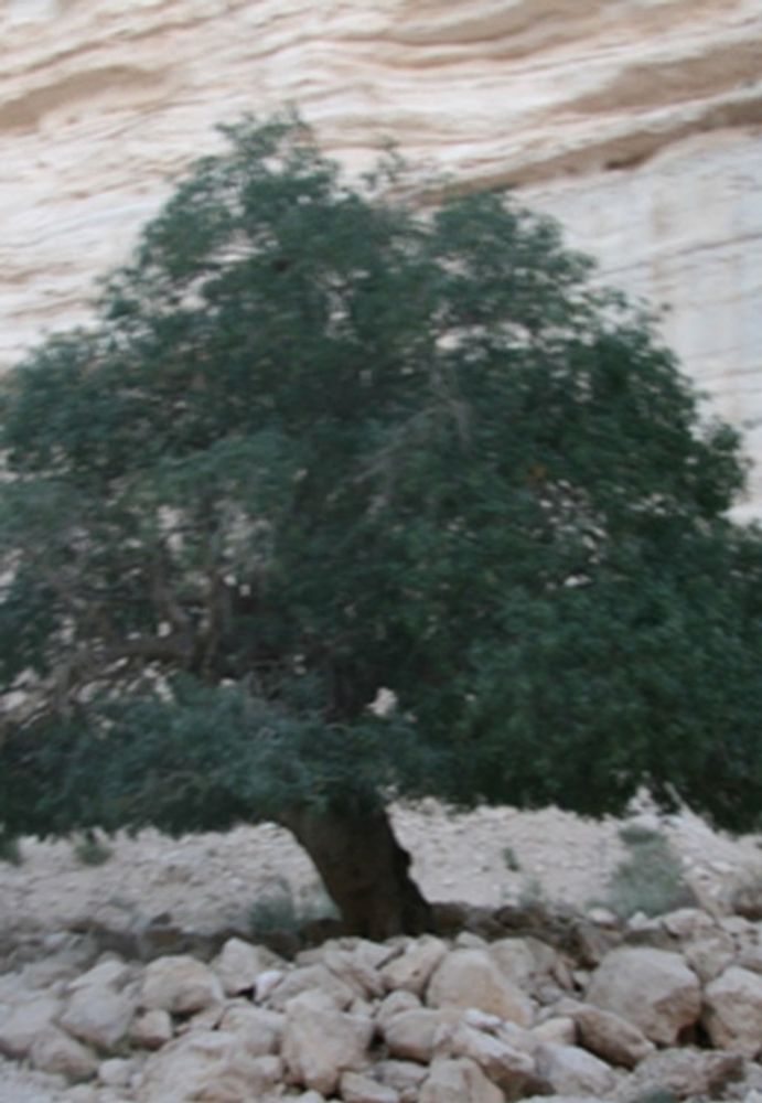 Vertical image, Maarten Rozendale, Ein Avdat, Israel, 2010-07-04, Pistacea palaestina - Terebinth