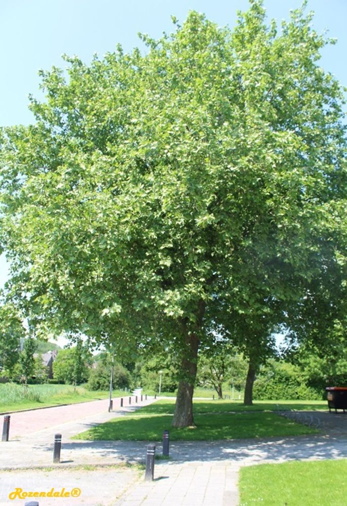 Vertical image, Maarten Rozendale, Sneek, Netherlands, 2016-06-03, Platanus occidentalis - American sycamore