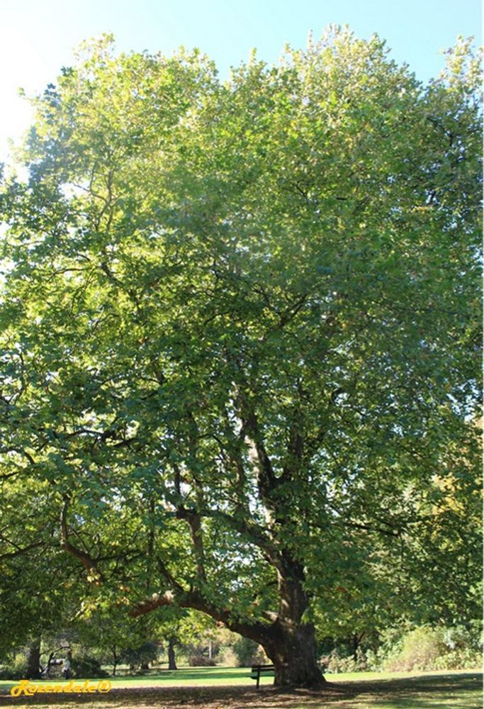 Vertical image, Maarten Rozendale, Belmonte, Netherlands, 2016-10-15, Platycladus orientalis - Chinese arborvitae