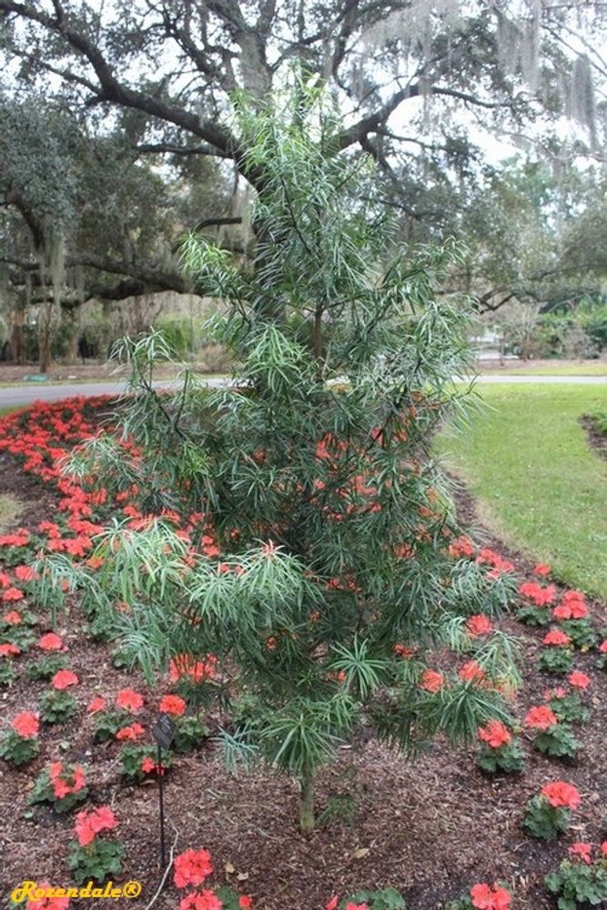 Vertical image, Maarten Rozendale, Harry P Leu, Orlando, United States, 2016-11-14, Podocarpus henkelii - Longleaf yellowwood