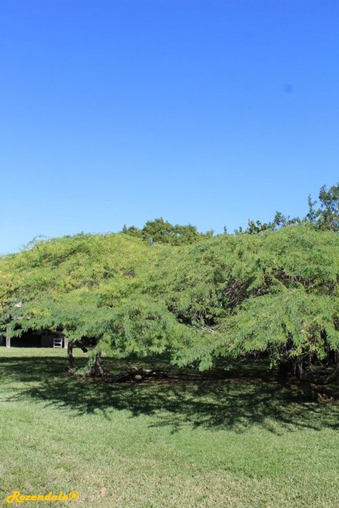 Vertical image, Maarten Rozendale, Coral Gables, United States, 2016-11-20, Prosopis juliflora - American ironwood mesquite
