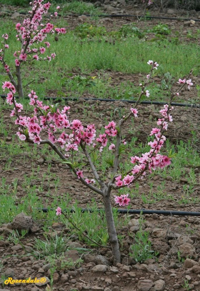 Vertical image, Maarten Rozendale, Hermon, Israel, 2010-03-09, Prunus dulcis - Almond