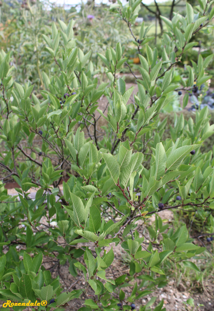 Vertical image, Maarten Rozendale, Utrecht Botanical Garden, Netherlands, 2017-08-23, Prunus maritima - Beach plum