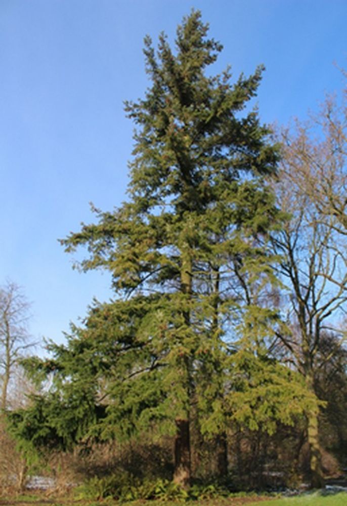 Vertical image, Maarten Rozendale, Sneek, Netherlands, 2016-01-17, Pseudotsuga menziesii - Douglas fir