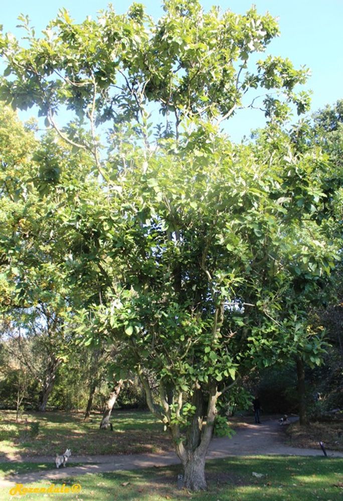 Vertical image, Maarten Rozendale, Belmonte, Netherlands, 2016-10-15, Quercus aliena - Oriental white oak