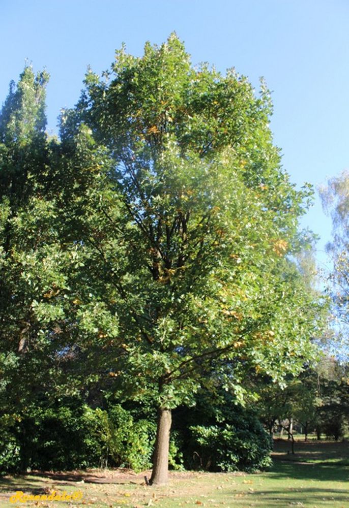 Vertical image, Maarten Rozendale, Belmonte, Netherlands, 2016-10-15, Quercus frainetto - Hungarian oak