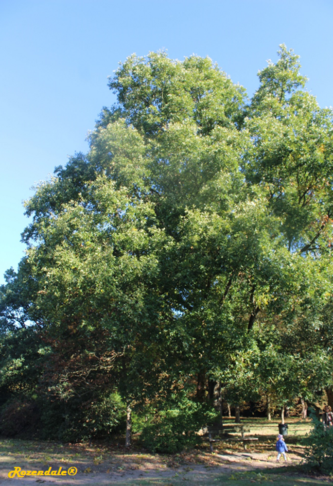 Vertical image, Maarten Rozendale, Belmonte, Netherlands, 2016-10-15, Quercus x libanerris - Quercus x libanerris