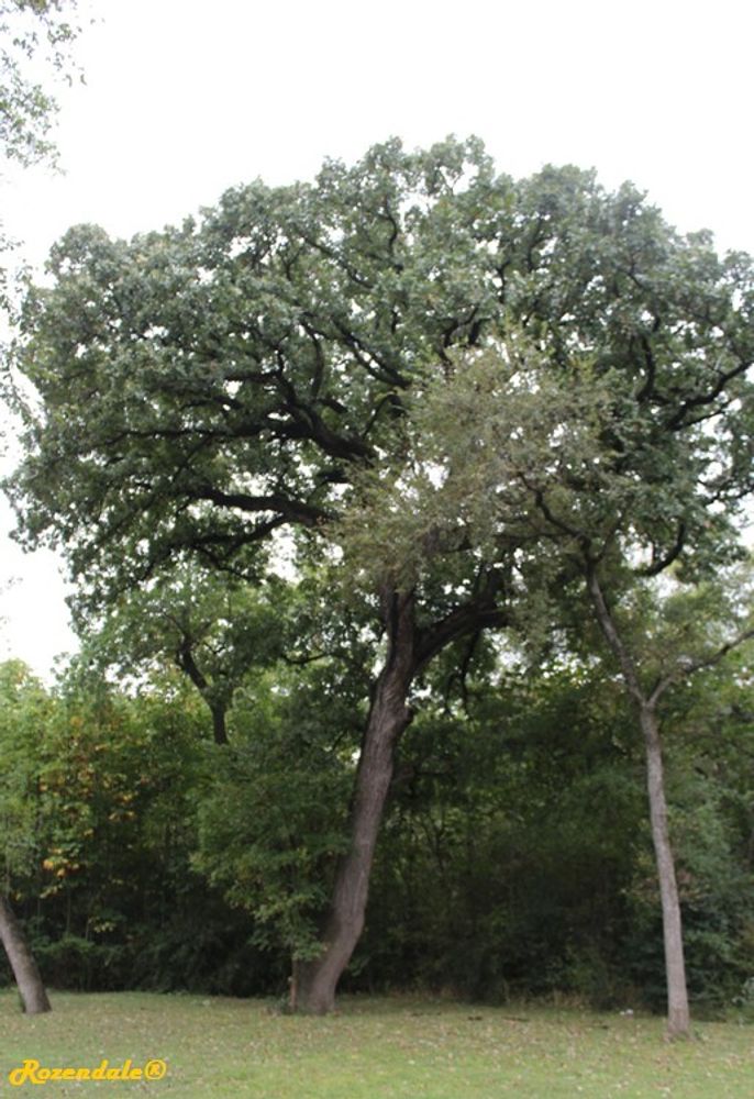 Vertical image, Maarten Rozendale, Fort Worth Botanic Garden, United States, 2016-11-08, Quercus macrocarpa - Burr oak
