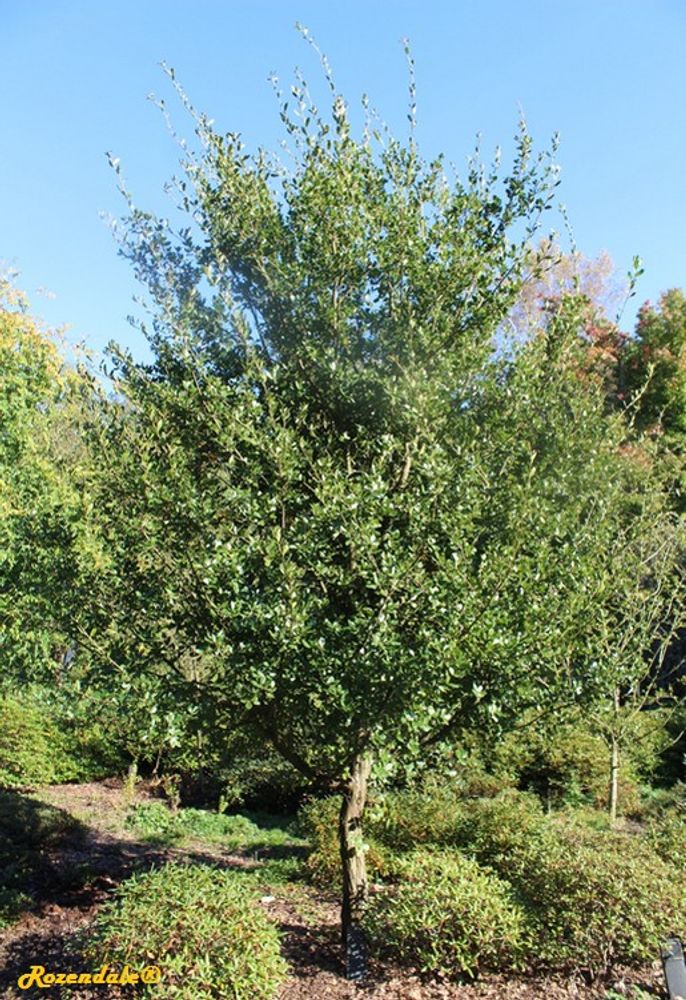 Vertical image, Maarten Rozendale, Belmonte, Netherlands, 2016-10-15, Quercus phillyraeoides - Binchotan oak