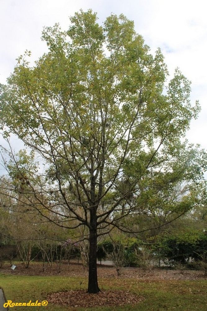 Vertical image, Maarten Rozendale, Harry P Leu, Orlando, United States, 2016-11-14, Quercus texana - Nuttal oak