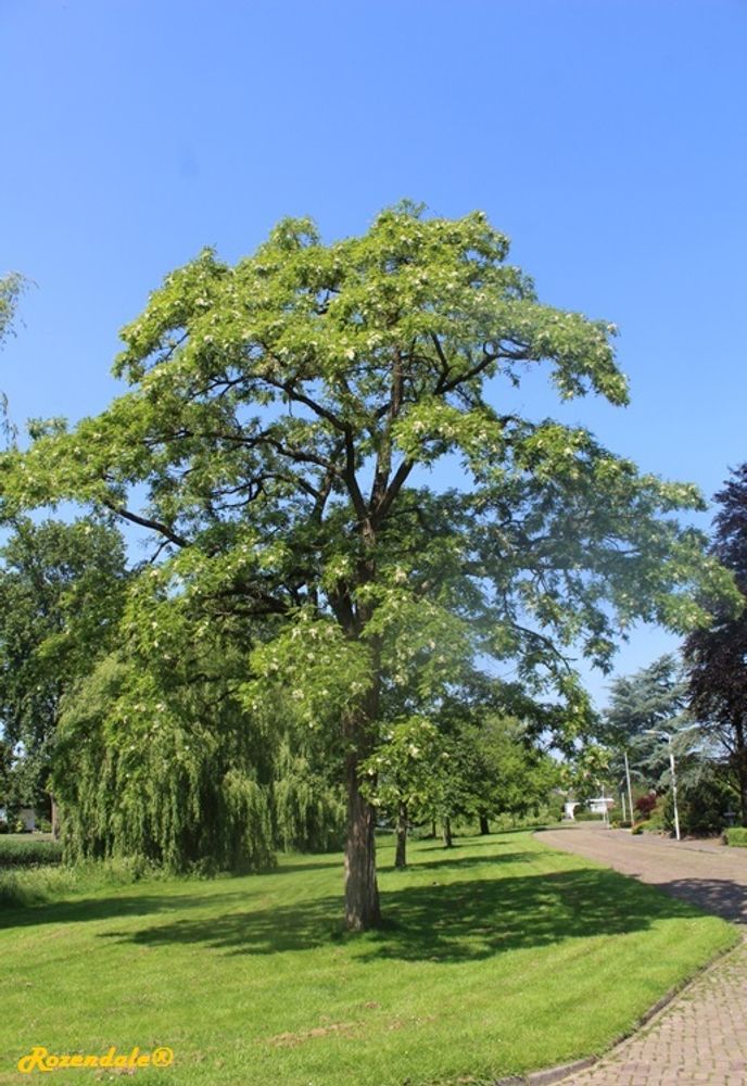 Vertical image, Maarten Rozendale, Sneek, Netherlands, 2016-06-03, Robinia pseudoacacia - Black locust