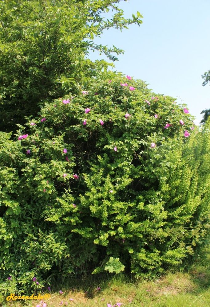 Vertical image, Maarten Rozendale, Sneek, Netherlands, 2016-06-03, Rosa rugosa - Beach rose